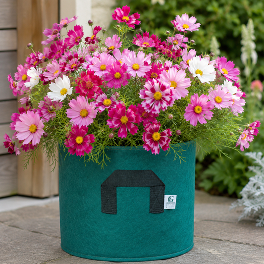 Cosmos Sea Shell Mix Seeds – Winter Flower Seeds Pakistan