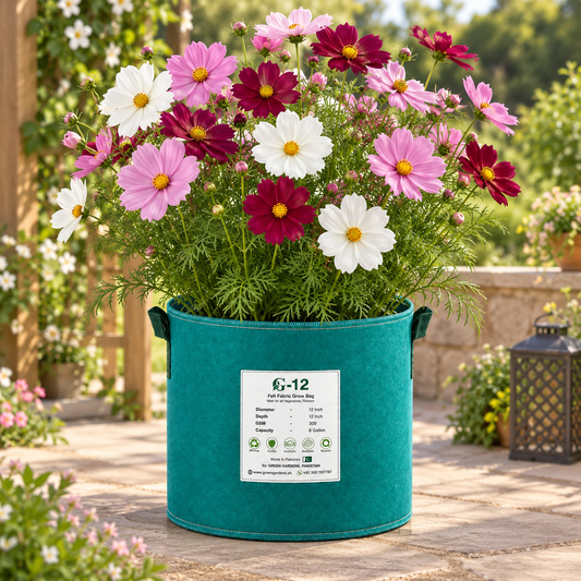 Cosmos Sensation Cosmos bipinnatus with pink magenta and white daisy-like flowers – winter flower seeds for gardens and grow bags in Pakistan