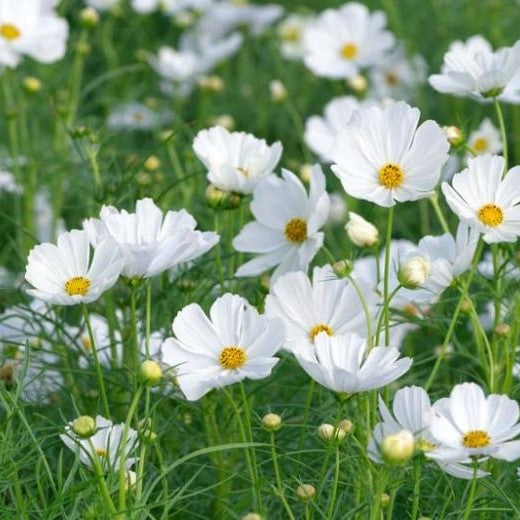 COSMOS White Seeds (SUMMER/ WINTER)
