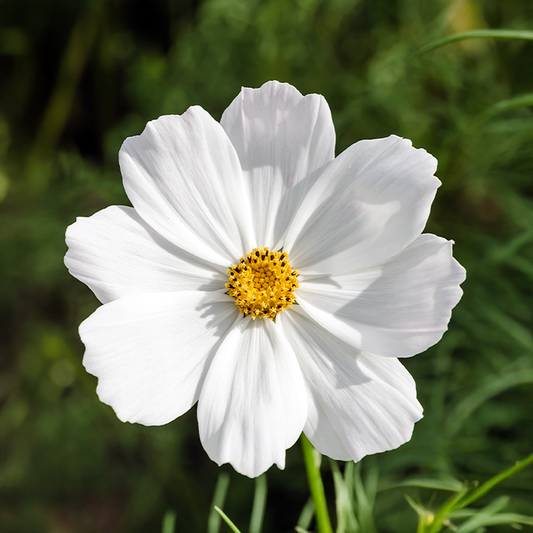 COSMOS White Seeds (Summer)