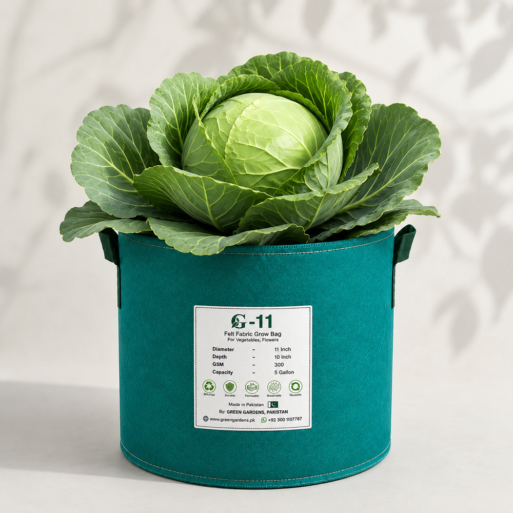 F1 Hybrid cabbage with firm compact green head – winter cabbage vegetable seeds for home gardening in Pakistan