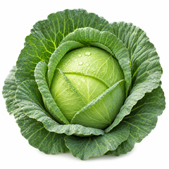 F1 Hybrid cabbage with firm compact green head – winter cabbage vegetable seeds for home gardening in Pakistan