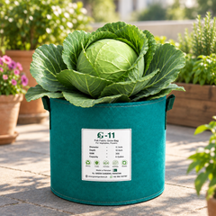 F1 Hybrid cabbage with firm compact green head – winter cabbage vegetable seeds for home gardening in Pakistan