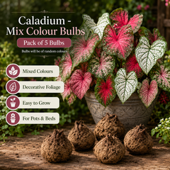 Caladium Mix Colour Bulbs – Pack of 5 | Decorative Foliage Bulbs
