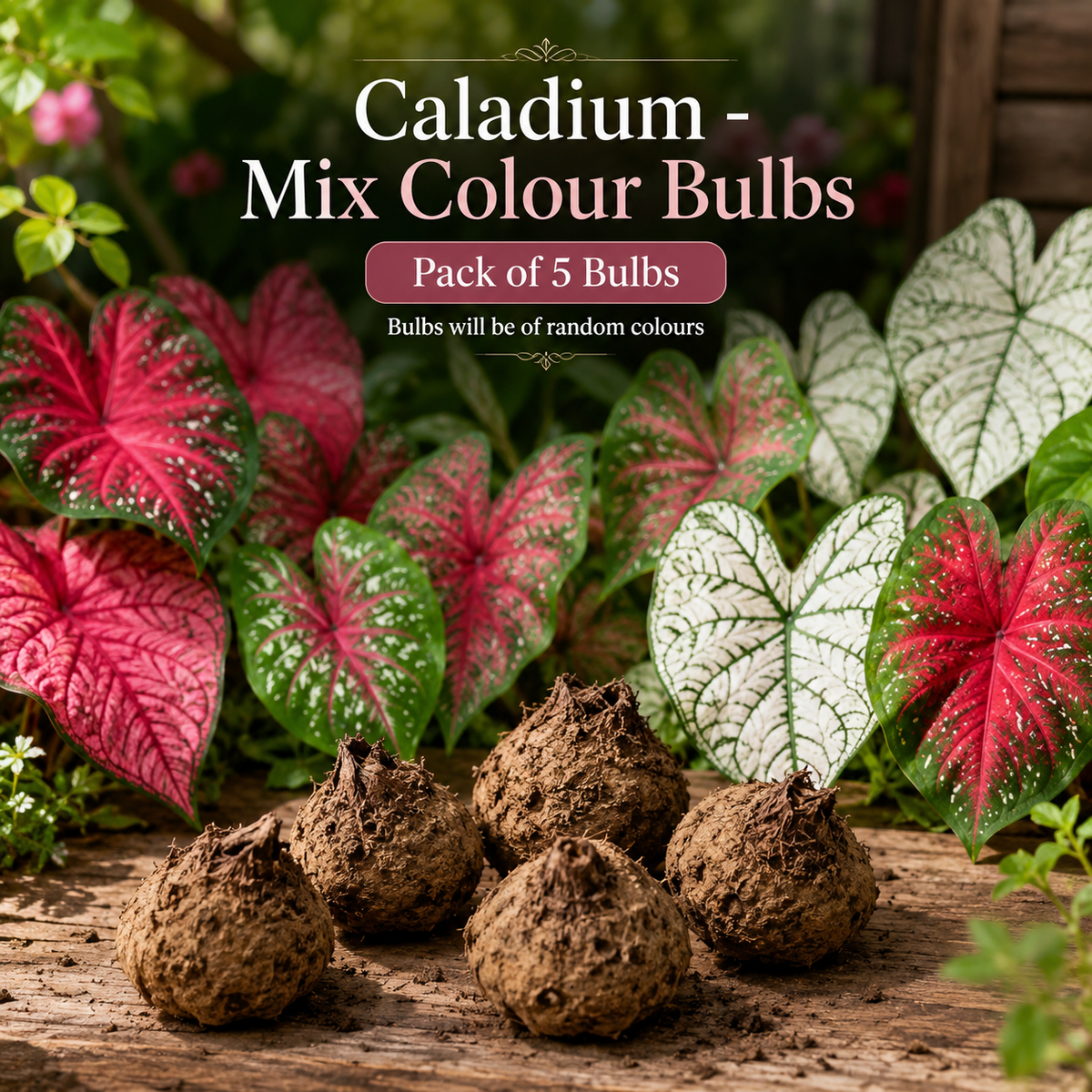 Caladium Mix Colour Bulbs – Pack of 5 | Decorative Foliage Bulbs