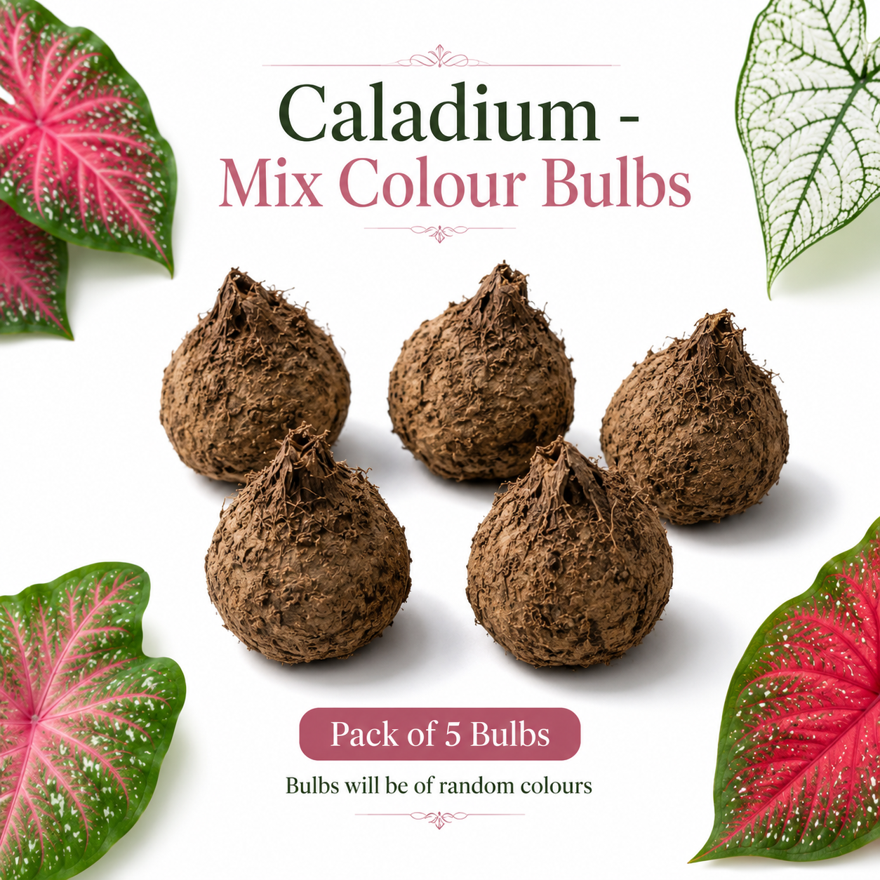 Caladium Mix Colour Bulbs – Pack of 5 | Decorative Foliage Bulbs