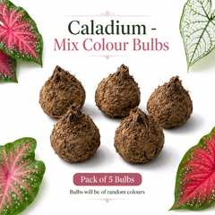 Caladium Mix Colour Bulbs – Pack of 5 | Decorative Foliage Bulbs