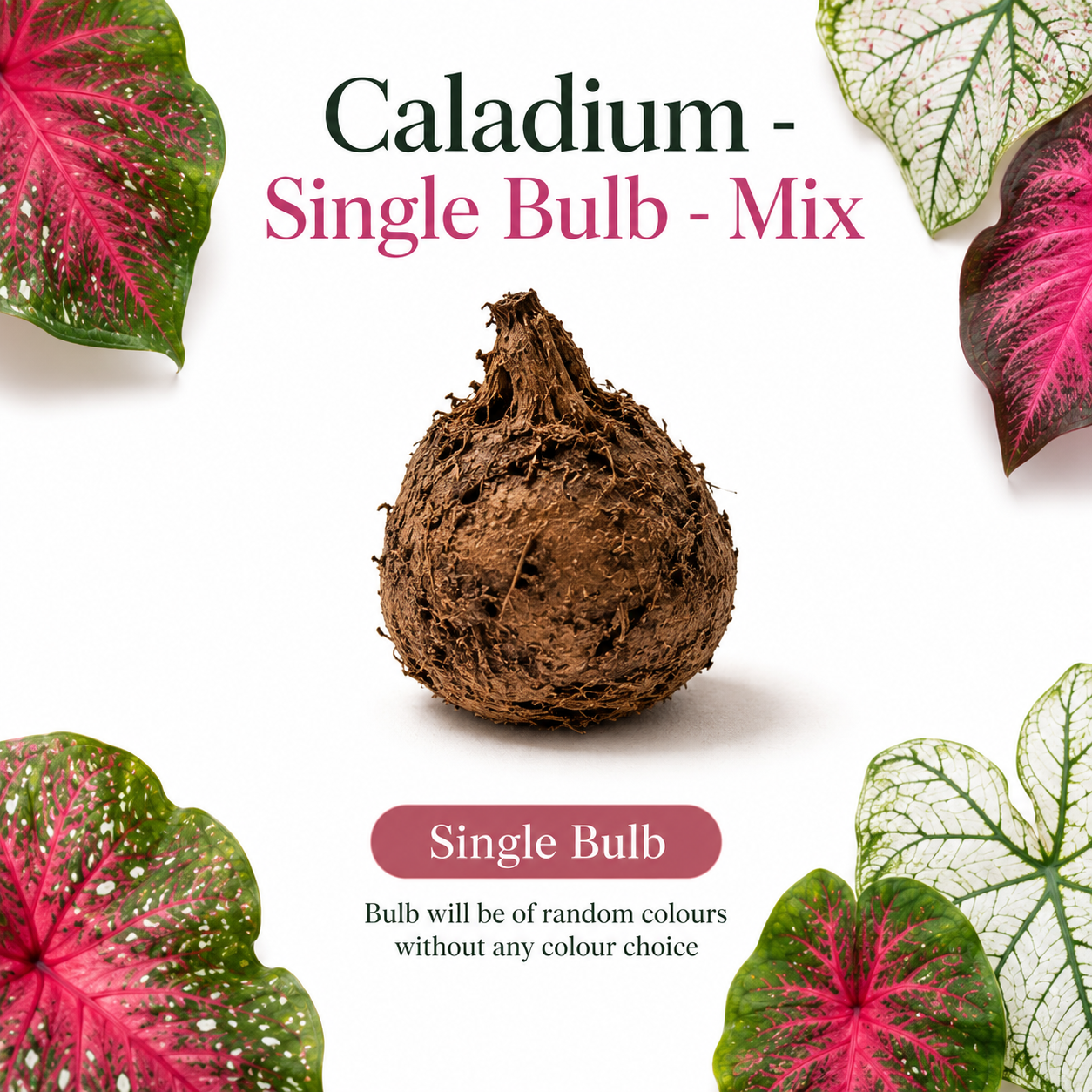Caladium Single Bulb – Mix | Random Colour Decorative Foliage Plant