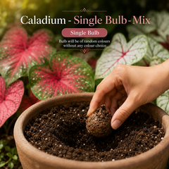 Caladium Single Bulb – Mix | Random Colour Decorative Foliage Plant