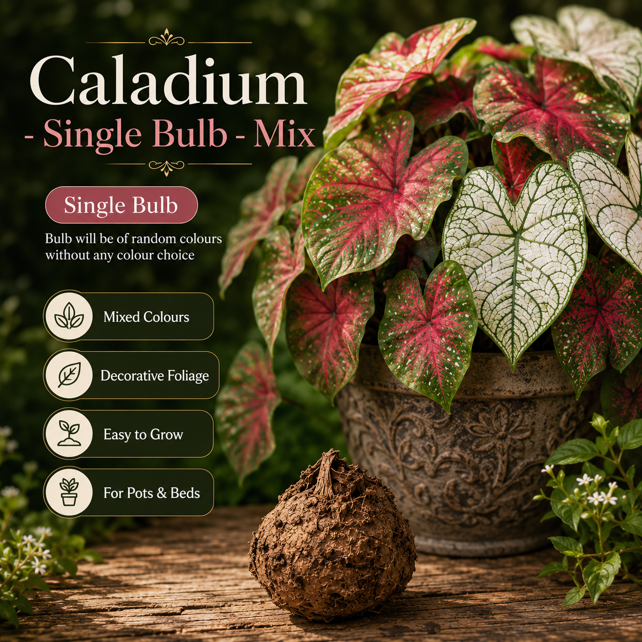 Caladium Single Bulb – Mix | Random Colour Decorative Foliage Plant
