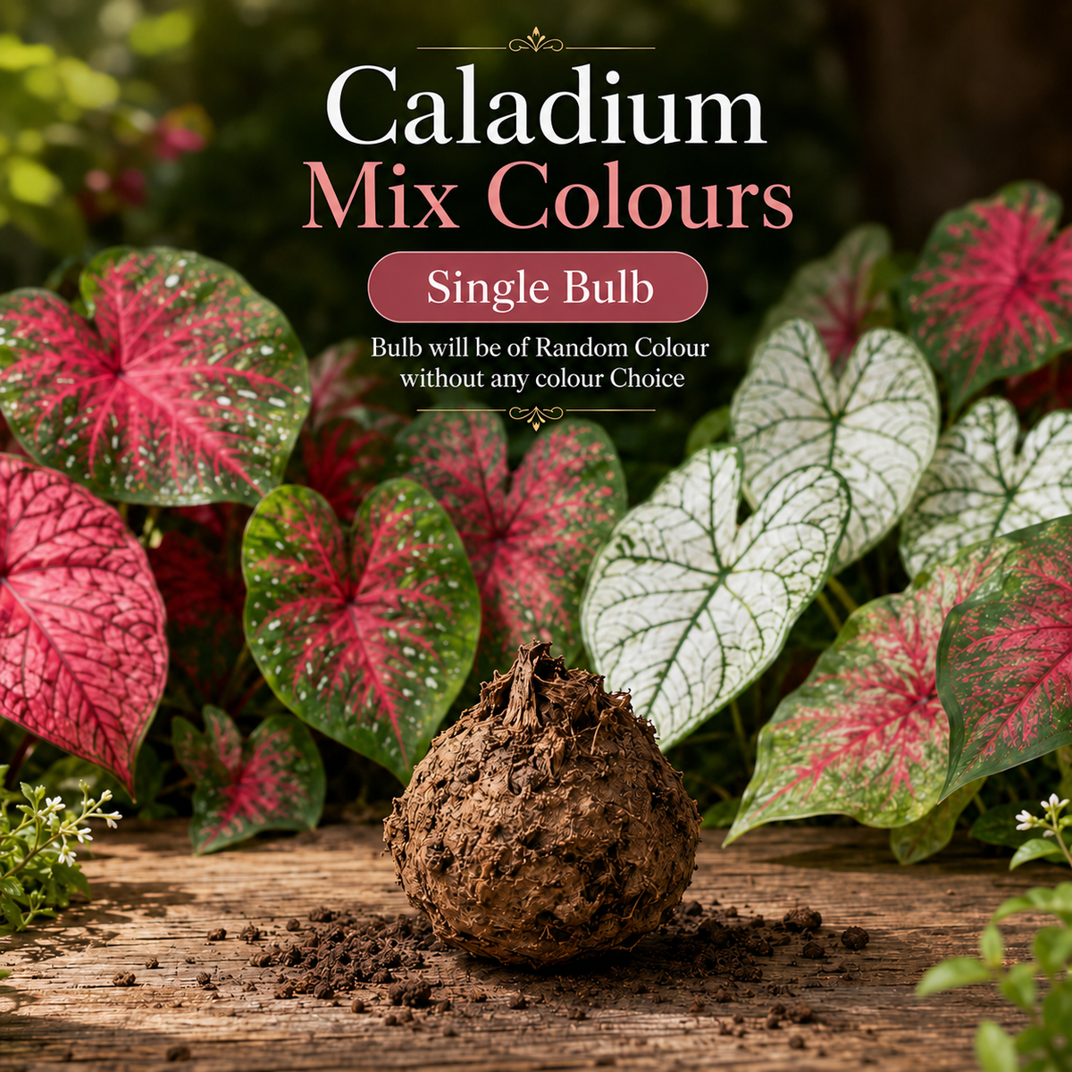 Caladium Single Bulb – Mix | Random Colour Decorative Foliage Plant