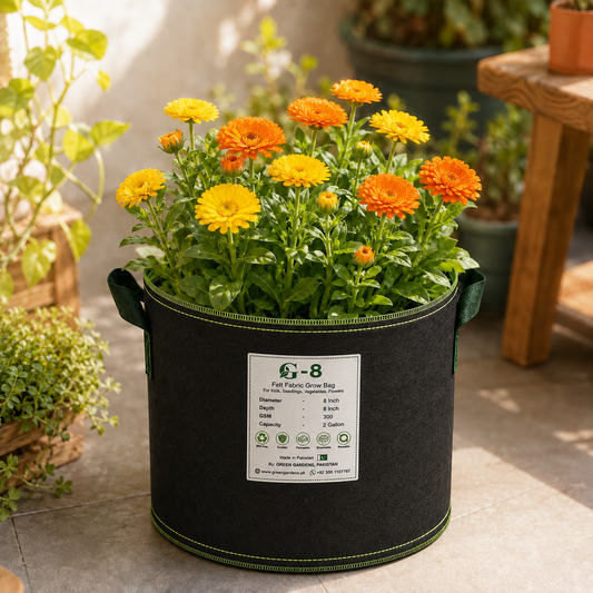 Calendula Mix Colours plant growing in GREEN GARDENS G-8 felt grow bag