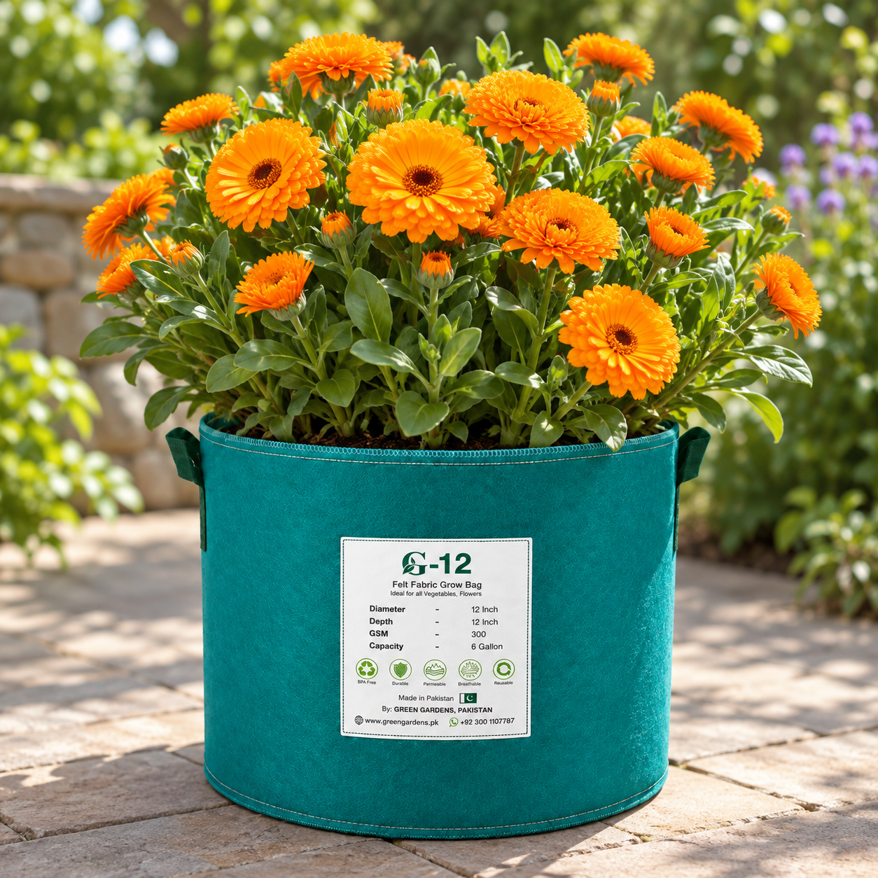 Calendula Ball Orange Calendula officinalis with bright fully double rounded orange flowers – winter flower seeds for pots beds borders and grow bags in Pakistan