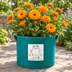 Calendula Ball Orange Calendula officinalis with bright fully double rounded orange flowers – winter flower seeds for pots beds borders and grow bags in Pakistan