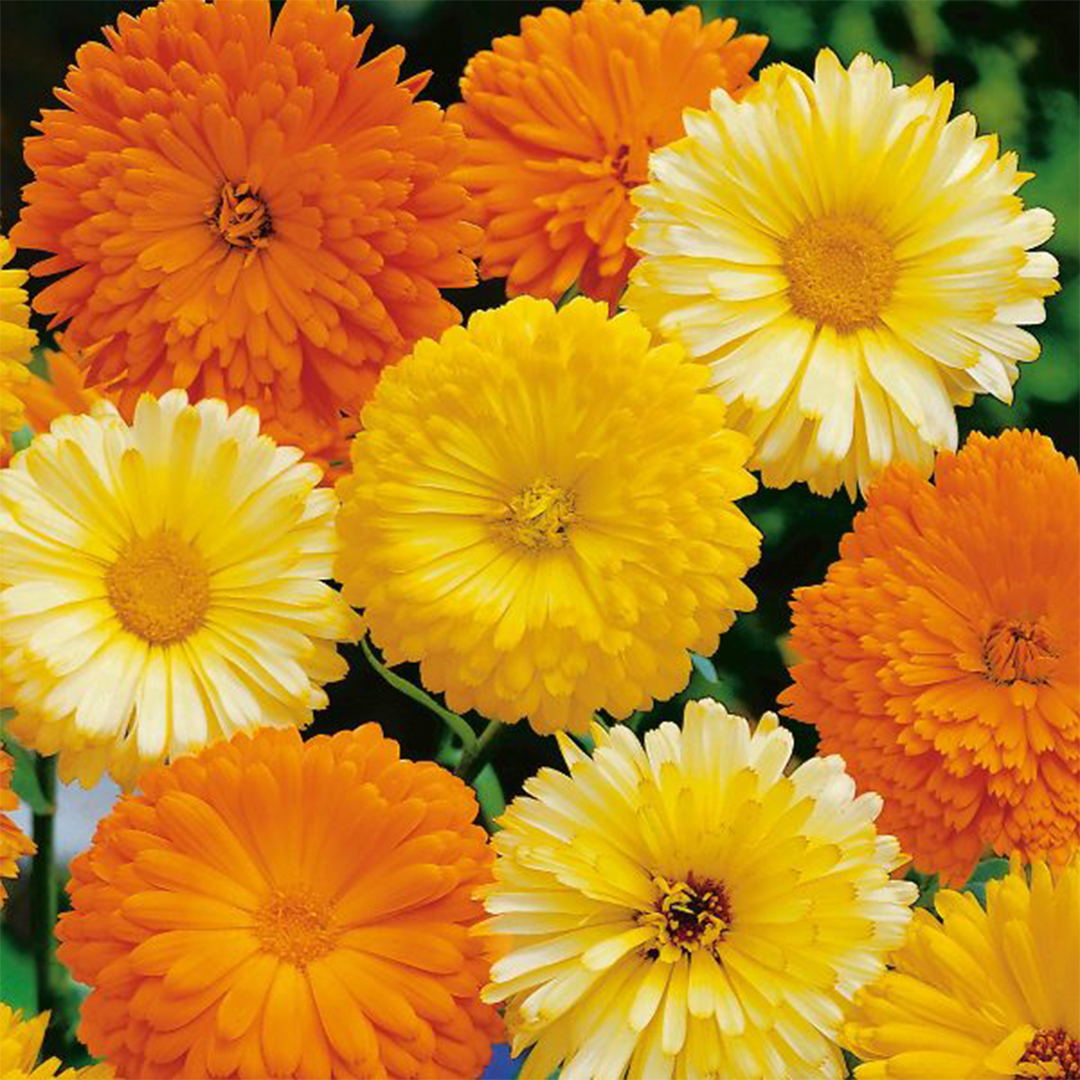 Calendula Seeds - Pacific Beauty (WINTER) گلِ اشرفی