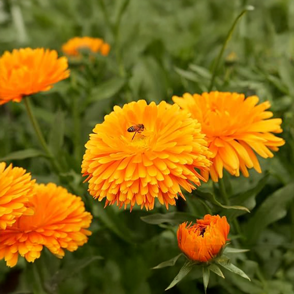 Calendula_Pacific_Beauty_GREEN_GARDENS