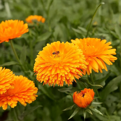 Calendula_Pacific_Beauty_GREEN_GARDENS