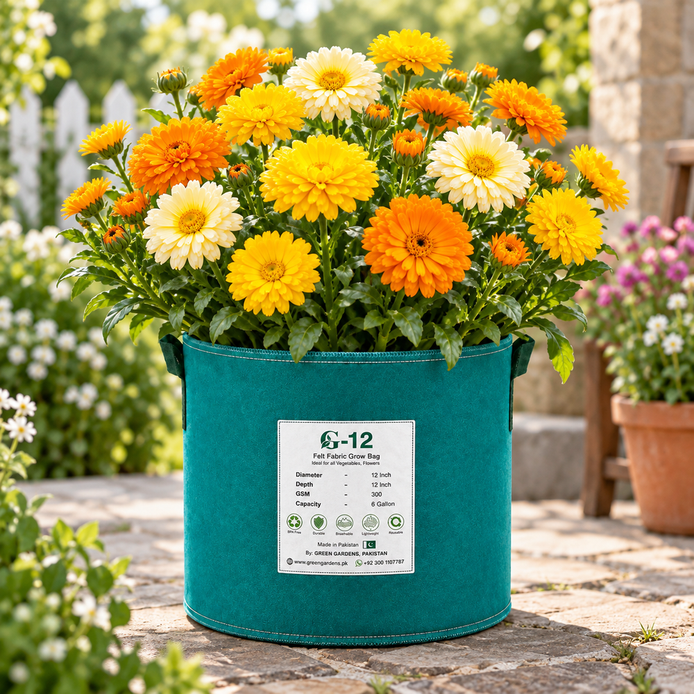 Calendula Pacific Beauty with large bright orange ruffled flowers – Calendula officinalis winter flower seeds for pots, grow bags, beds, borders and cut-flower gardens in Pakistan
