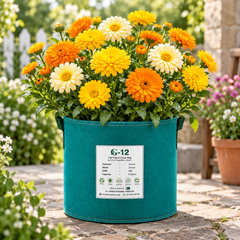 Calendula Pacific Beauty with large bright orange ruffled flowers – Calendula officinalis winter flower seeds for pots, grow bags, beds, borders and cut-flower gardens in Pakistan