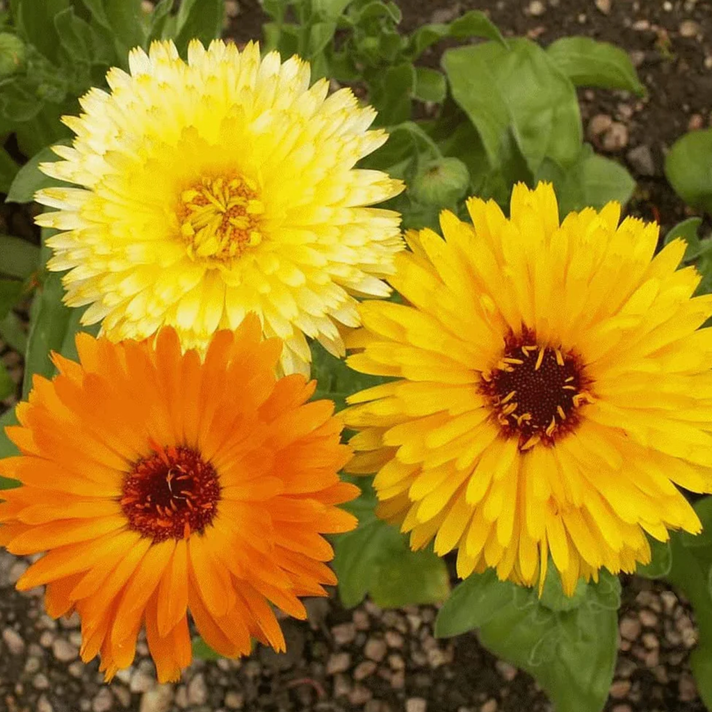 Calendula Seeds (Mix Colours)گلِ اشرفی