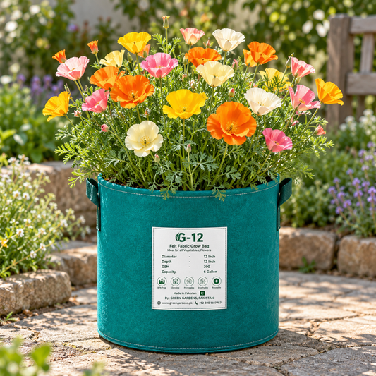 Californian Poppy Mix Eschscholzia californica with colourful silky cup-shaped flowers and fine blue-green foliage – winter flower seeds for sunny gardens in Pakistan