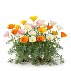 Californian Poppy - Mix Colours