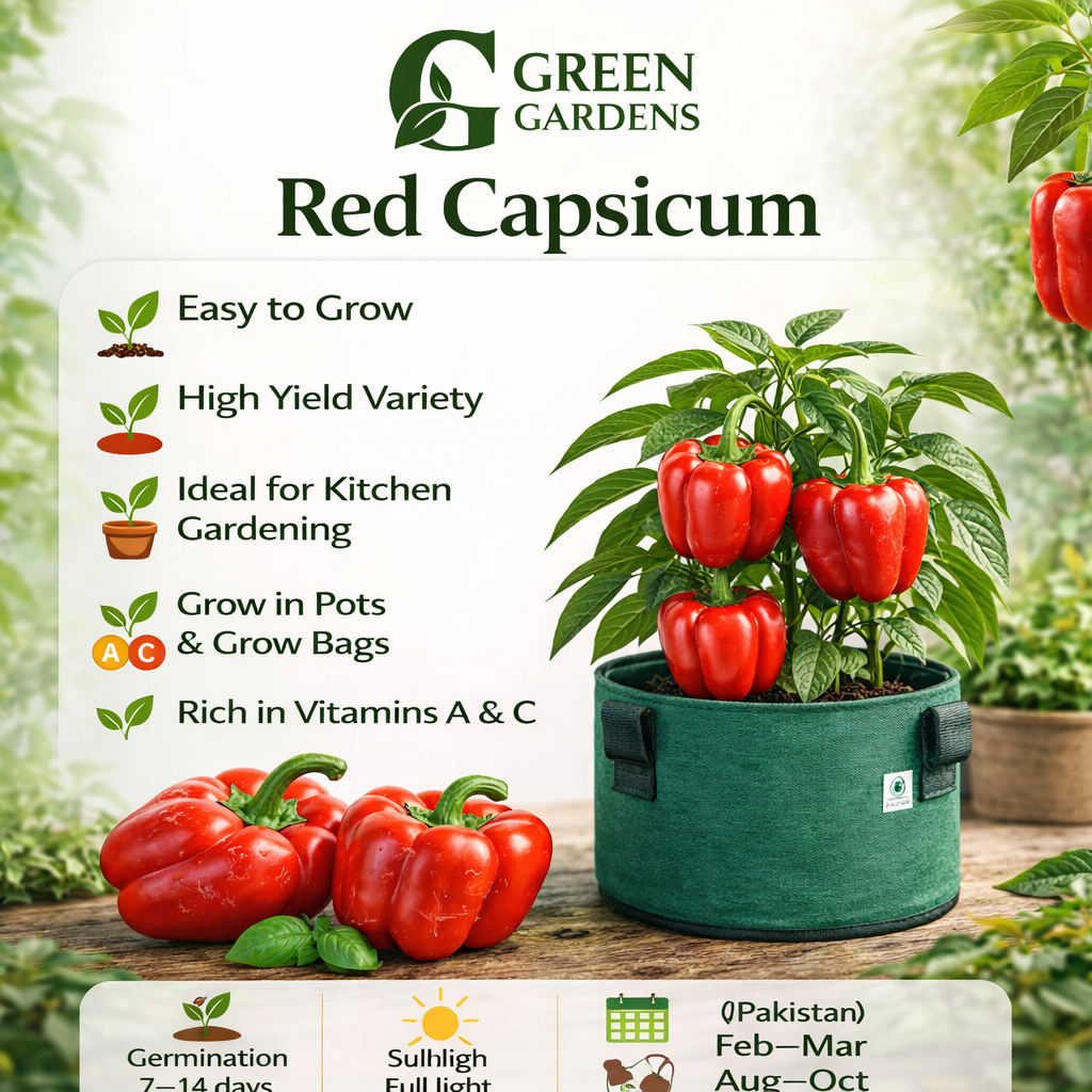 Capsicum Red Seeds - Bell Pepper (WINTER/SUMMER) شملہ مرچ لال