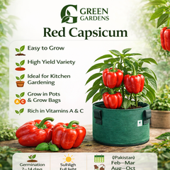 Capsicum Red Seeds - Bell Pepper (WINTER/SUMMER) شملہ مرچ لال