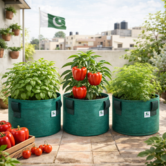 Capsicum Red Seeds - Bell Pepper (WINTER/SUMMER) شملہ مرچ لال