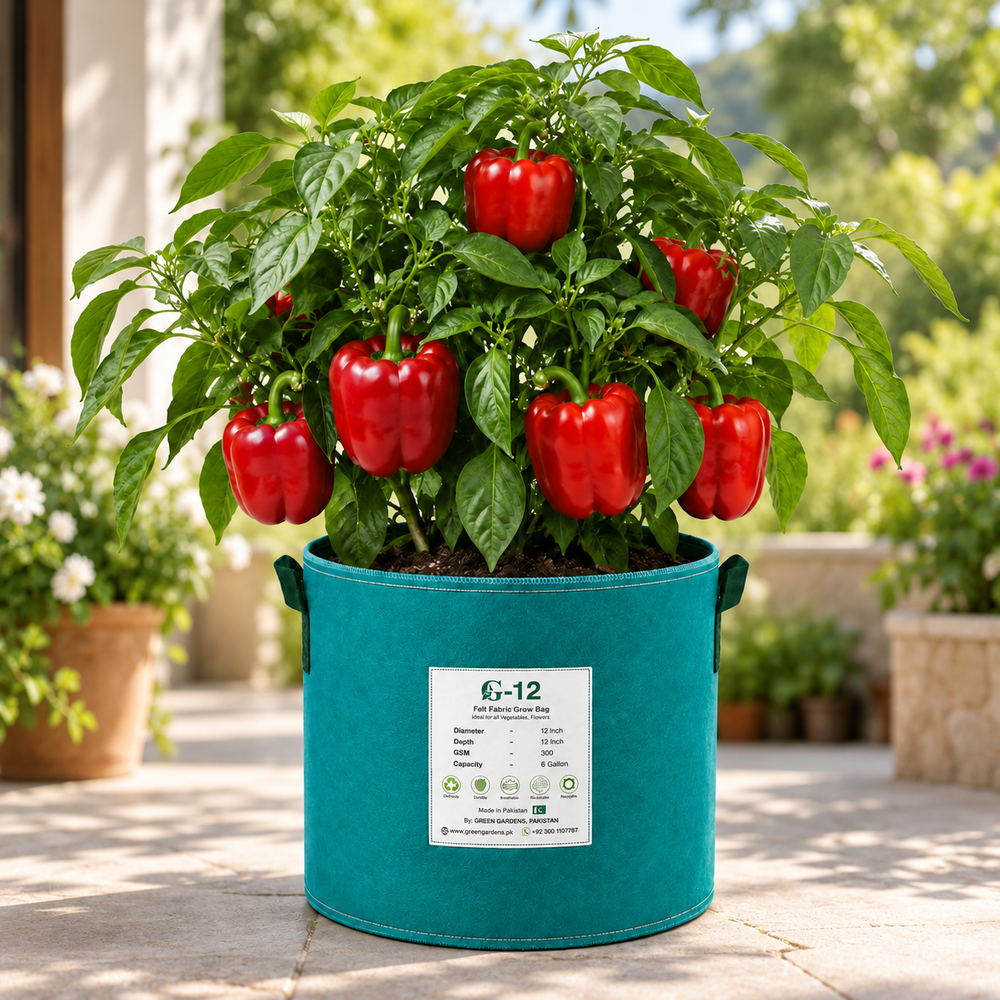 Red bell pepper plant with glossy blocky red capsicum fruits – sweet pepper seeds for home gardening in Pakistan