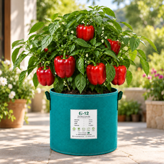 Red bell pepper plant with glossy blocky red capsicum fruits – sweet pepper seeds for home gardening in Pakistan
