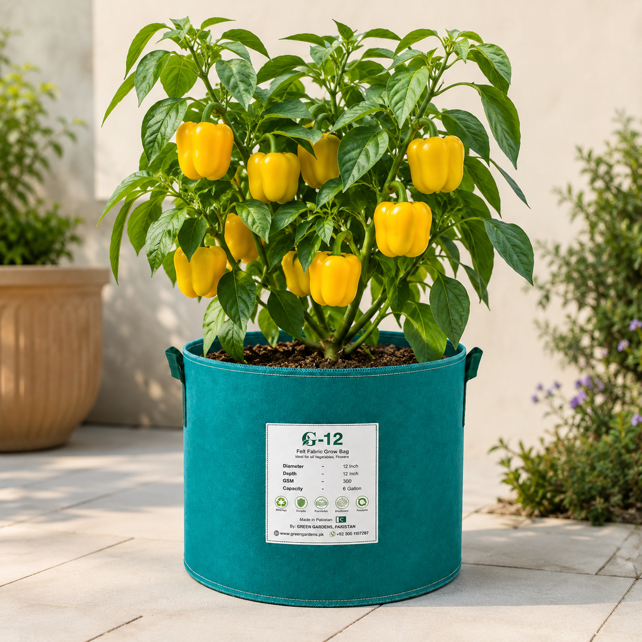Yellow bell pepper plant with glossy blocky yellow capsicum fruits – sweet pepper seeds for home gardening in Pakistan
