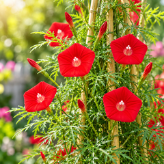 Cardinal Climber with brilliant scarlet-red trumpet-shaped flowers and fine fern-like foliage climbing on trellis – summer vine seeds in Pakistan
