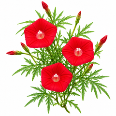Cardinal Climber with brilliant scarlet-red trumpet-shaped flowers and fine fern-like foliage climbing on trellis – summer vine seeds in Pakistan