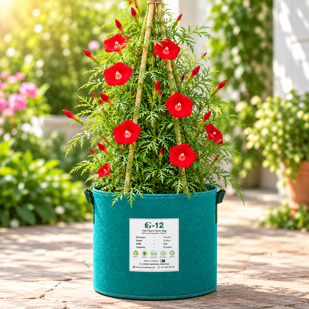 Cardinal Climber with brilliant scarlet-red trumpet-shaped flowers and fine fern-like foliage climbing on trellis – summer vine seeds in Pakistan