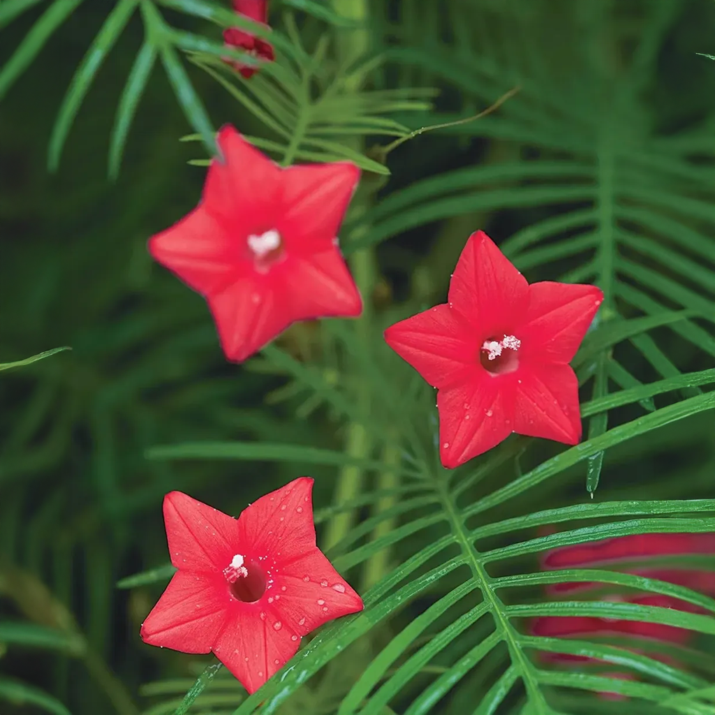 Cardinal Climber Vine  (Summer)