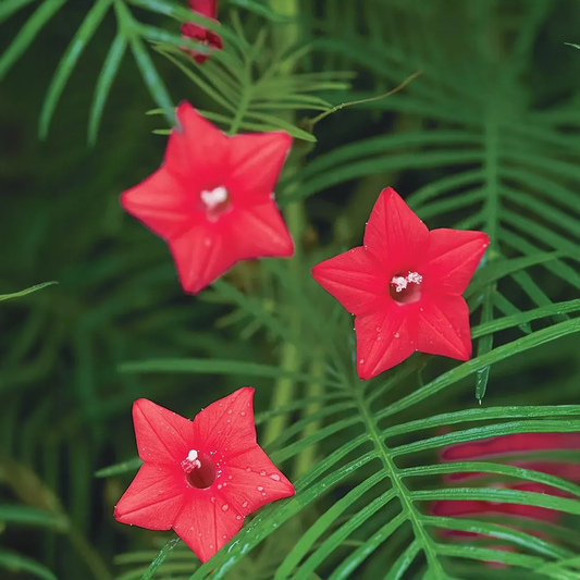 Cardinal Climber Vine  (Summer)
