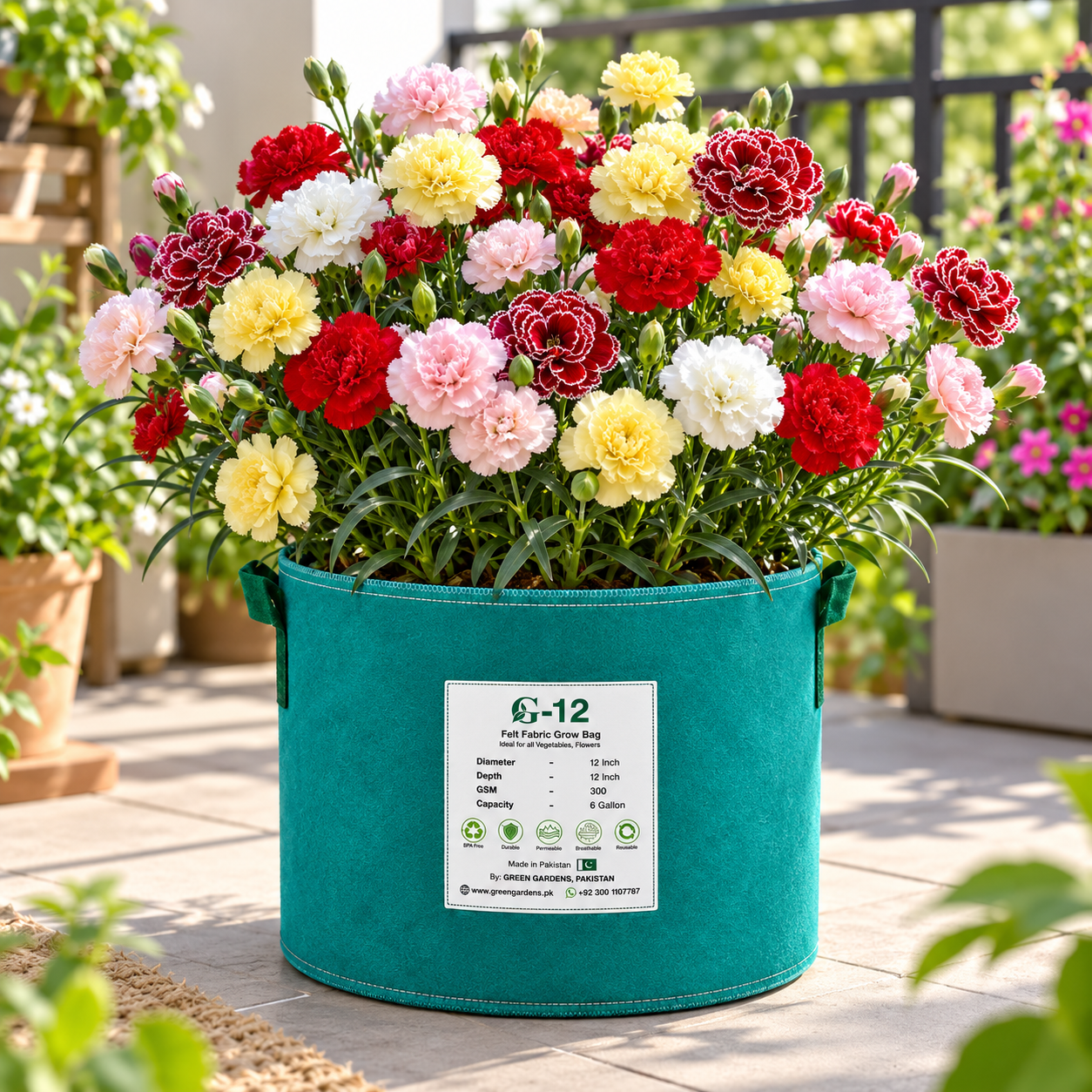 Carnation Chabaud Double Mix plants with fragrant fully double ruffled flowers in pink red white and yellow shades growing in a winter flower garden – carnation seeds Pakistan