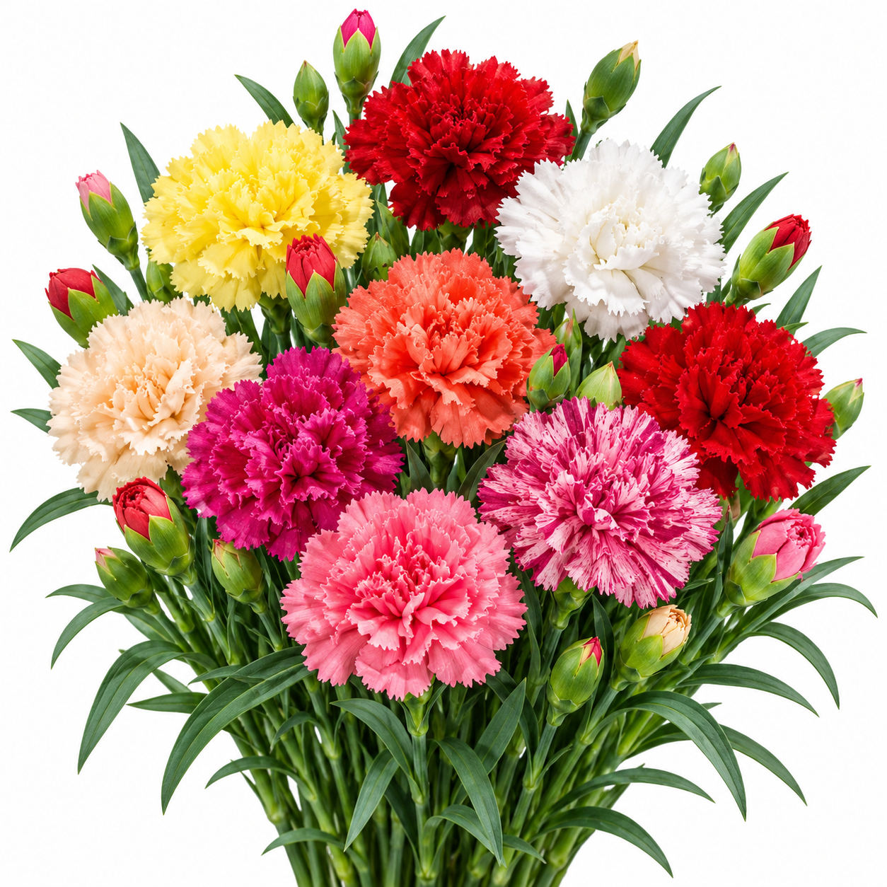 Carnation Mix Dianthus caryophyllus with fragrant ruffled red pink white and purple flowers – winter flower seeds for pots, beds, grow bags and bouquets in Pakistan