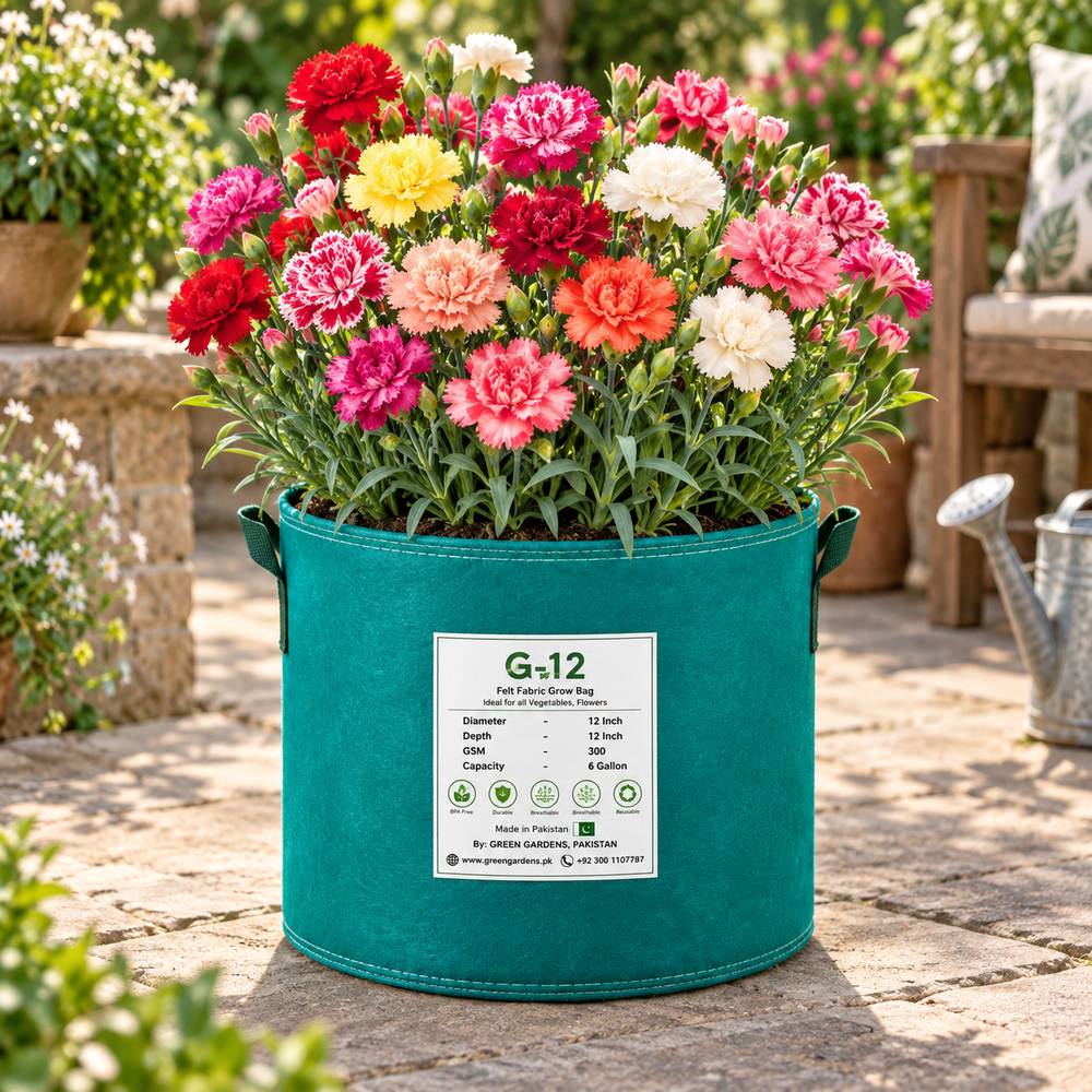 Carnation Mix Dianthus caryophyllus with fragrant ruffled red pink white and purple flowers – winter flower seeds for pots, beds, grow bags and bouquets in Pakistan
