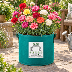 Carnation Mix Dianthus caryophyllus with fragrant ruffled red pink white and purple flowers – winter flower seeds for pots, beds, grow bags and bouquets in Pakistan