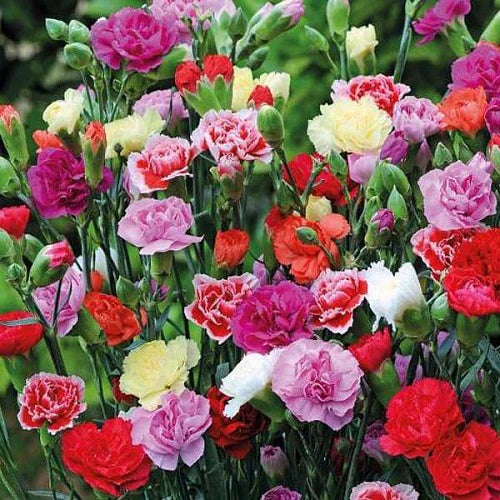 Carnation Seeds - Mix Colors (WINTER)