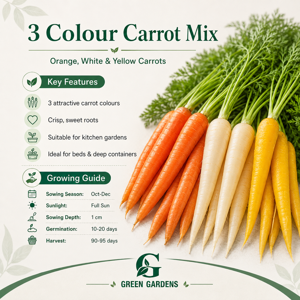Carrot 3 Colour Mix Seeds showing orange white and yellow carrots – Franchi winter vegetable seeds Pakistan
