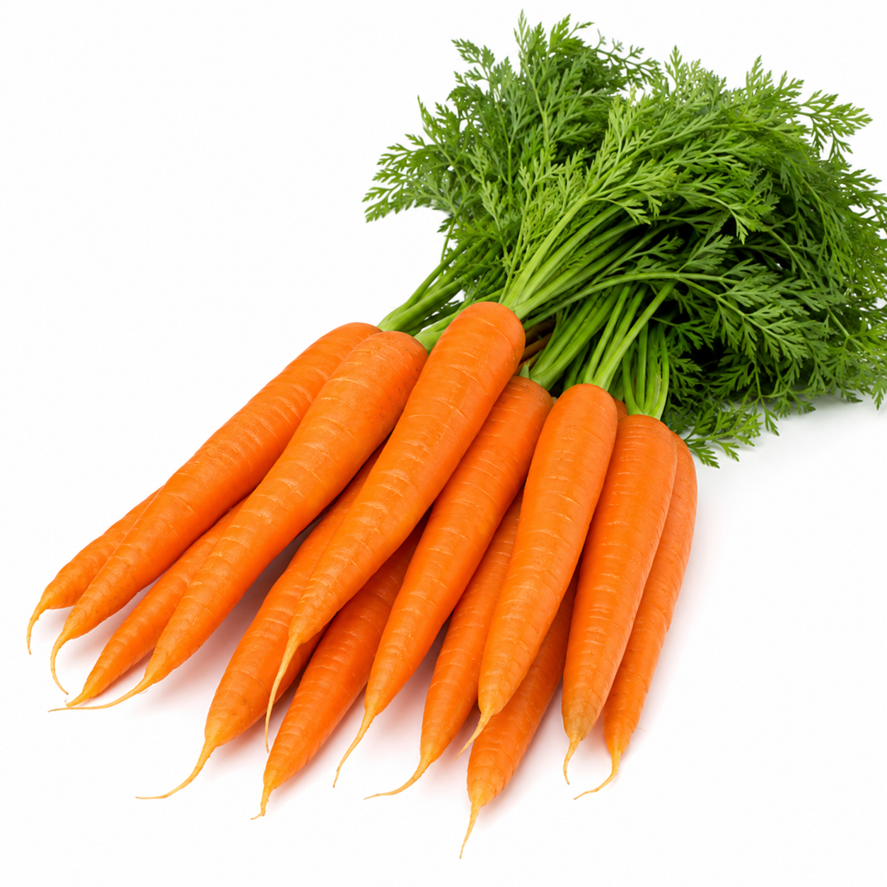 Carrot Orange Seeds (WINTER)