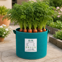 Fresh red carrots with deep reddish roots and green tops – winter carrot seeds for home gardening in Pakistan