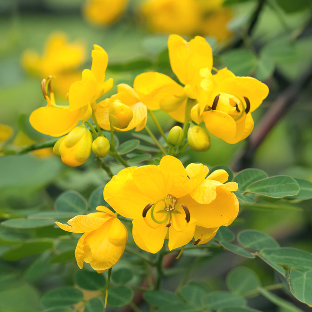 Cassia Bicapsularis (Butterfly Bush) - Perennial