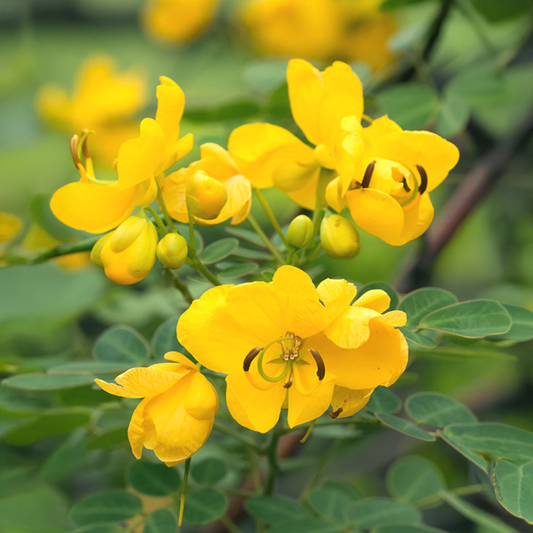 Cassia Bicapsularis (Butterfly Bush) - Perennial