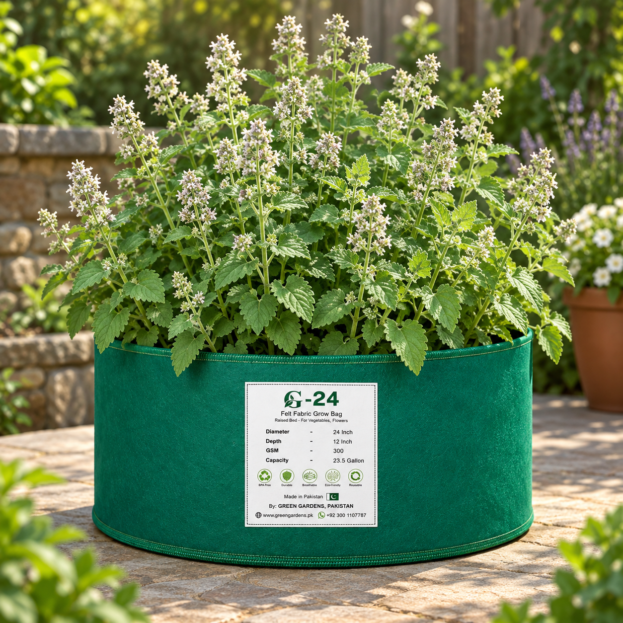 Catnip Nepeta cataria aromatic green herb plant – winter and summer seeds for pots grow bags and herb gardens in Pakistan