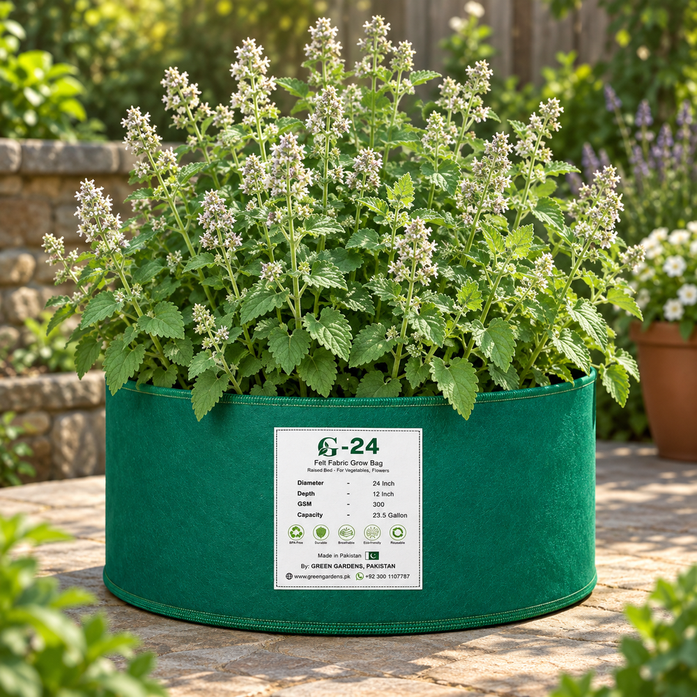 Catnip Nepeta cataria aromatic green herb plant – winter and summer seeds for pots grow bags and herb gardens in Pakistan