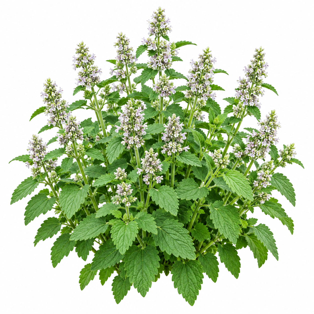 Catnip Nepeta cataria aromatic green herb plant – winter and summer seeds for pots grow bags and herb gardens in Pakistan